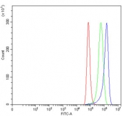 Flow cytometry testing of human HeLa cells with SNCG antibody at 1ug/million cells (blocked with goat sera); Red=cells alone, Green=isotype control, Blue= SNCG antibody.