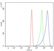 Flow cytometry testing of human HL60 cells with SCYL1 antibody at 1ug/million cells (blocked with goat sera); Red=cells alone, Green=isotype control, Blue= SCYL1 antibody.