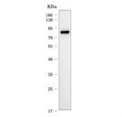 Western blot testing of human HCCT cell lysate with OAT7 antibody. Predicted molecular weight ~62 kDa but may be observed at higher molecular weights due to glycosylation.