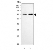 Western blot testing of human 1) MOLT4 and 2) Daudi cell lysate with CAT-3 antibody. Predicted molecular weight ~67 kDa.