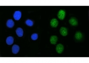 Immunofluorescent staining of FFPE human U-2 OS cells with SAGE1 antibody (green) and DAPI nuclear stain (blue). HIER: steam section in pH6 citrate buffer for 20 min.