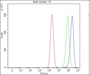 Flow cytometry testing of human Caco-2 cells with Hsp90 beta antibody at 1ug/million cells (blocked with goat sera); Red=cells alone, Green=isotype control, Blue= Hsp90 beta antibody.