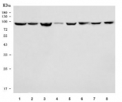 Western blot testing of 1) human HeLa, 2) human Jurkat, 3) human Raji, 4) human A431, 5) rat brain, 6) rat heart, 7) mouse brain and 8) mouse heart tissue lysate with Hsp90 beta antibody. Predicted molecular weight: 84-90 kDa.
