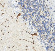 IHC staining of FFPE human cerebellum tissue with Target of EGR1 protein 1 antibody, HRP-secondary and DAB substrate. HIER: boil tissue sections in pH8 EDTA for 20 min and allow to cool before testing.