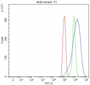 Flow cytometry testing of human PC-3 cells with SGCE antibody at 1ug/million cells (blocked with goat sera); Red=cells alone, Green=isotype control, Blue= SGCE antibody.