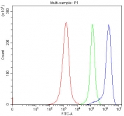Flow cytometry testing of human Jurkat cells with SERAC1 antibody at 1ug/million cells (blocked with goat sera); Red=cells alone, Green=isotype control, Blue= SERAC1 antibody.