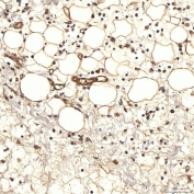IHC staining of FFPE rat skin tissue with NHERF-2 antibody. HIER: boil tissue sections in pH8 EDTA for 20 min and allow to cool before testing.