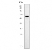 Western blot testing of human 293T cell lysate with SLC22A8 antibody. Predicted molecular weight ~60 kDa.