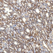 IHC staining of FFPE rat kidney tissue with SLC20A1 antibody. HIER: boil tissue sections in pH8 EDTA for 20 min and allow to cool before testing.