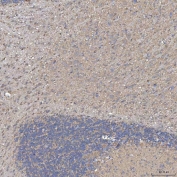 IHC staining of FFPE mouse cerebellum tissue with SLC20A1 antibody. HIER: boil tissue sections in pH8 EDTA for 20 min and allow to cool before testing.