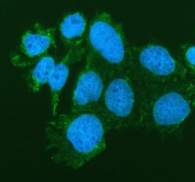 Immunofluorescent staining of FFPE human Caco-2 cells with SIAE antibody (green) and DAPI nuclear stain (blue). HIER: steam section in pH6 citrate buffer for 20 min.