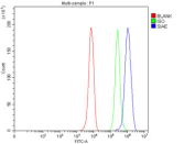 Flow cytometry testing of fixed and permeabilized human HepG2 cells with SIAE antibody at 1ug/million cells (blocked with goat sera); Red=cells alone, Green=isotype control, Blue= SIAE antibody.
