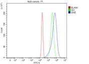 Flow cytometry testing of fixed and permeabilized human RT4 cells with SIAE antibody at 1ug/million cells (blocked with goat sera); Red=cells alone, Green=isotype control, Blue= SIAE antibody.