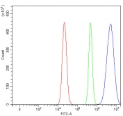 Flow cytometry testing of human RT4 cells with RAD51C antibody at 1ug/million cells (blocked with goat sera); Red=cells alone, Green=isotype control, Blue= RAD51C antibody.