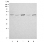 Western blot testing of 1) human 293T, 2) human HeLa, 3) rat PC-12, 4) mouse lung and 5) mouse NIH 3T3 cell lysate with Sorting nexin 4 antibody. Predicted molecular weight ~52 kDa.