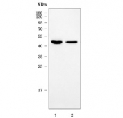 Western blot testing of 1) rat brain and 2) mouse brain tissue lysate with Sorting nexin 30 antibody. Predicted molecular weight ~50 kDa.