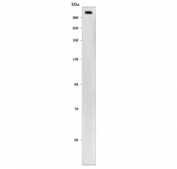 Western blot testing of human K562 cell lysate with RANBP2 antibody. Predicted molecular weight ~358 kDa.