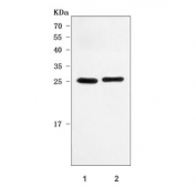 Western blot testing of human 1) 293T and 2) Daudi cell lysate with RAN binding protein 1 antibody. Expected molecular weight 23-26 kDa.