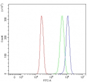 Flow cytometry testing of human HepG2 cells with RPN1 antibody at 1ug/million cells (blocked with goat sera); Red=cells alone, Green=isotype control, Blue= RPN1 antibody.
