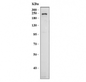 Western blot testing of human RT4 cell lysate with RALGAPA2 antibody. Predicted molecular weight ~211 kDa, commonly observed at 211-250 kDa.