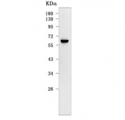 Western blot testing of human U-251 cell lysate with BCAP antibody. Predicted molecular weight ~60-75 kDa (multiple isoforms).
