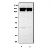 Western blot testing of mouse 1) ANA-1 and 2) RAW264.7 cell lysate with Integrin alpha M antibody. Expected molecular weight: 127~170 kDa depending on glycosylation level.