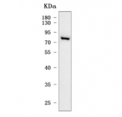 Western blot testing of human HEL cell lysate with PIK3R6 antibody. Predicted molecular weight ~84 kDa.