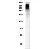 Western blot testing of human K562 cell lysate with Ki67 antibody. Predicted molecular weight ~350 kDa.