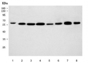 Western blot testing of 1) human T-47D, 2) monkey COS-7, 3) human placenta, 4) human HepG2, 5) rat lung, 6) rat heart, 7) mouse lung and 8) mouse heart tissue lysate with PACSIN2 antibody. Predicted molecular weight ~56 kDa.