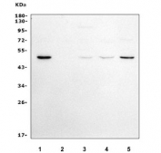 Western blot testing of human 1) ThP-1, 2) SW620, 3) Jurkat, 4) U-87 MG and 5) PC-3 cell lysate with GSDMD antibody. Predicted molecular weight ~53 kDa.