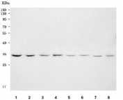 Western blot testing of 1) human Jurkat, 2) human HeLa, 3) human K562, 4) human Raji, 5) rat brain, 6) rat lung, 7) mouse brain and 8) mouse lung tissue lysate with PITPNB antibody. Predicted molecular weight ~32 kDa.