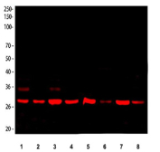 Western blot testing of 1) human HeLa, 2) human 293T, 3) human HepG2, 4) human A549, 5) rat brain, 6) rat liver, 7) mouse brain and 8) mouse liver tissue lysate with PGAM1 antibody and DyLight 647 secondary. Predicted molecular weight ~29 kDa.