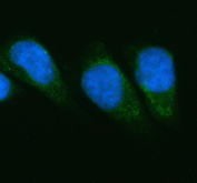 Immunofluorescent staining of FFPE human HeLa cells with PGAM1 antibody (green) and DAPI nuclear stain (blue). HIER: steam section in pH6 citrate buffer for 20 min.