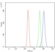 Flow cytometry testing of human HL60 cells with 4E-T antibody at 1ug/million cells (blocked with goat sera); Red=cells alone, Green=isotype control, Blue= 4E-T antibody.
