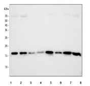 Western blot testing of 1) human HeLa, 2) human HepG2 3) human HCCT, 4) human HCCT, 5) rat liver, 6) rat RH35, 7) mouse liver and 8) mouse HEPA1-6 cell lysate with 40S ribosomal protein S14 antibody. Predicted molecular weight ~16 kDa.