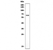 Western blot testing of rat brain tissue with Crmp4 antibody. Predicted molecular weight ~62 kDa.