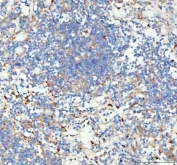 IHC staining of FFPE human spleen tissue with Glutathione Peroxidase 1 antibody. HIER: boil tissue sections in pH8 EDTA for 20 min and allow to cool before testing.