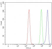 Flow cytometry testing of fixed and permeabilized human MCF7 cells with Protein phosphatase 1G antibody at 1ug/million cells (blocked with goat sera); Red=cells alone, Green=isotype control, Blue= Protein phosphatase 1G antibody.
