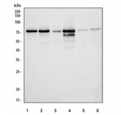 Western blot testing of 1) human HeLa, 2) human 293T, 3) human A431, 4) human Jurkat, 5) rat PC-12 and 6) mouse NIH 3T3 cell lysate with Protein phosphatase 1G antibody. Predicted molecular weight ~59 kDa, commonly observed at 59-75 kDa.