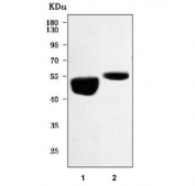 Western blot testing of 1) rat pancreas and 2) mouse pancreas tissue lysate with Pancreatic lipase-related protein 2 antibody. Predicted molecular weight ~52 kDa.