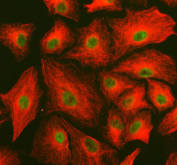 Immunofluorescent staining of FFPE human A549 cells with PRTFDC1 antibody (green) and Alpha Tubulin mAb (red). HIER: steam section in pH6 citrate buffer for 20 min.