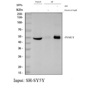 Immunoprecipitation of PSMC4 protein from 500ug of human SH-SY5Y whole cell lysate with 2ug of PSMC4 antibody.