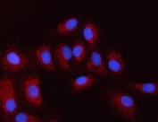 Immunofluorescent staining of FFPE human A549 cells with PXK antibody (red) and DAPI nuclear stain (blue). HIER: steam section in pH6 citrate buffer for 20 min.