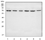 Western blot testing of human 1) HepG2, 2) A549, 3) Caco-2, 4) 293T, 5) MCF7 and 6) K562 cell lysate with NR5A2 antibody. Predicted molecular weight ~61 kDa.