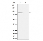 Western blot testing of lysate from human HeLa cells, 1) untreated and 2) Calyculin A-treated, with Phospho-Rad17 antibody.
