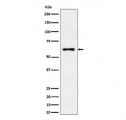 Western blot testing of human 293T cell lysate with EYA2 antibody. Predicted molecular weight ~59 kDa.