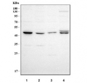 Western blot testing of human 1) MCF7, 2) HeLa, 3) Jurkat and 4) U-87 MG cell lysate with DAX-1 antibody. Predicted molecular weight: 44-52 kDa (two isoforms).