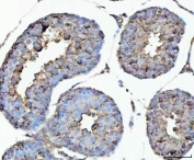 IHC staining of FFPE rat testis tissue with GHRH antibody. HIER: boil tissue sections in pH8 EDTA for 20 min and allow to cool before testing.