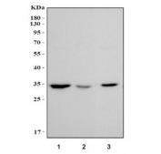 Western blot testing of 1) rat lung, 2) rat stomach and 3) mouse lung tissue lysate with MAPRE1 antibody. Predicted molecular weight ~30 kDa.