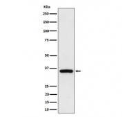 Western blot testing of human HEK293 cell lysate with Rad51D antibody. Predicted molecular weight ~35 kDa.